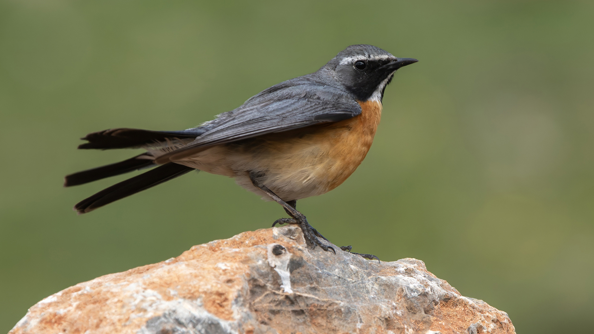 White-throated Robin